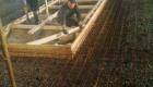 skramsta13 gall st